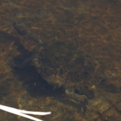 Chelodina longicollis (Eastern Long-necked Turtle) at Illilanga & Baroona - 23 Jul 2012 by Illilanga