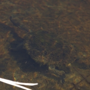 Chelodina longicollis at Illilanga & Baroona - 23 Jul 2012