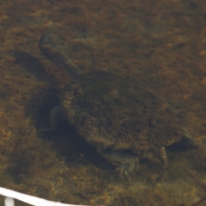 Chelodina longicollis at Illilanga & Baroona - 23 Jul 2012