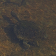 Chelodina longicollis at Illilanga & Baroona - 23 Jul 2012