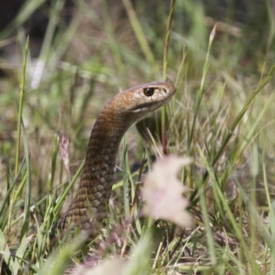 Pseudonaja textilis (Eastern Brown Snake) at Illilanga & Baroona - 21 Oct 2012 by Illilanga