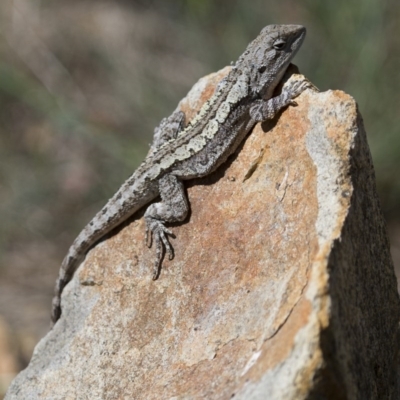 Amphibolurus muricatus (Jacky Lizard) at Michelago, NSW - 21 Oct 2012 by Illilanga
