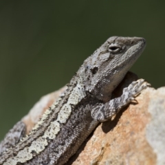 Amphibolurus muricatus at Illilanga & Baroona - 21 Oct 2012