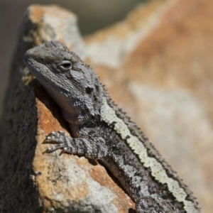 Amphibolurus muricatus at Illilanga & Baroona - 21 Oct 2012