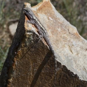 Amphibolurus muricatus at Illilanga & Baroona - 21 Oct 2012
