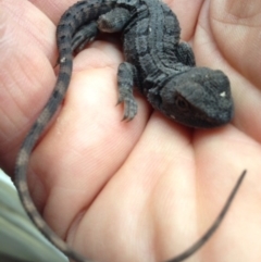 Amphibolurus muricatus (Jacky Lizard) at Michelago, NSW - 25 Dec 2012 by Illilanga