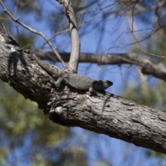 Pogona barbata (Eastern Bearded Dragon) at Michelago, NSW - 31 Dec 2012 by Illilanga