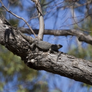 Pogona barbata at Illilanga & Baroona - 31 Dec 2012