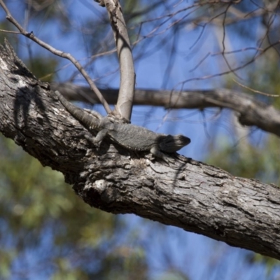 Pogona barbata (Eastern Bearded Dragon) at Michelago, NSW - 31 Dec 2012 by Illilanga