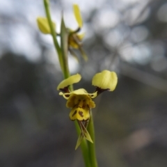 Diuris sulphurea (Tiger Orchid) at Canberra Central, ACT - 24 Oct 2017 by ClubFED