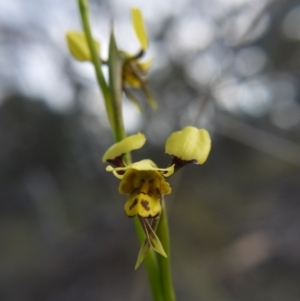 Diuris sulphurea at Canberra Central, ACT - suppressed