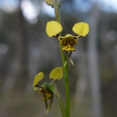 Diuris sulphurea at Canberra Central, ACT - 24 Oct 2017