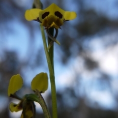 Diuris sulphurea at Canberra Central, ACT - suppressed