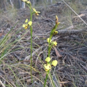 Diuris sulphurea at Canberra Central, ACT - 24 Oct 2017