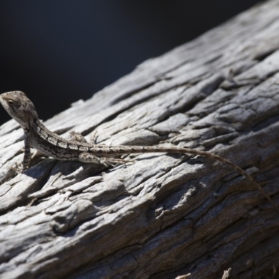 Amphibolurus muricatus (Jacky Lizard) at Illilanga & Baroona - 3 Oct 2014 by Illilanga