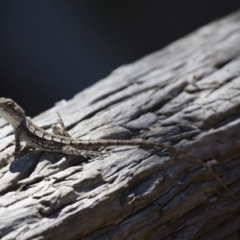 Amphibolurus muricatus at Illilanga & Baroona - 3 Oct 2014