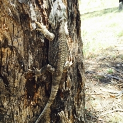 Pogona barbata (Eastern Bearded Dragon) at Michelago, NSW - 23 Nov 2014 by Illilanga