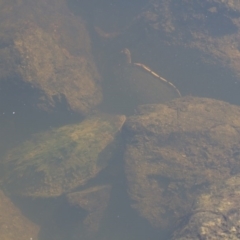 Chelodina longicollis (Eastern Long-necked Turtle) at Illilanga & Baroona - 7 Dec 2014 by Illilanga