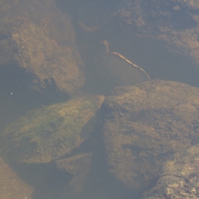 Chelodina longicollis (Eastern Long-necked Turtle) at Illilanga & Baroona - 7 Dec 2014 by Illilanga