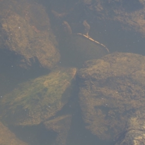 Chelodina longicollis at Illilanga & Baroona - 7 Dec 2014