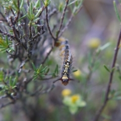 Acyphas semiochrea (Omnivorous Tussock Moth) at Black Mountain - 24 Oct 2017 by ClubFED