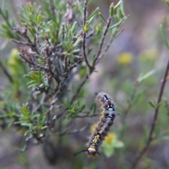 Acyphas semiochrea at Canberra Central, ACT - 24 Oct 2017 05:17 PM