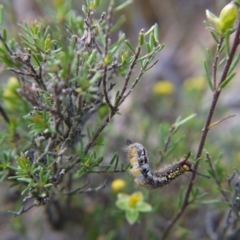 Acyphas semiochrea at Canberra Central, ACT - 24 Oct 2017