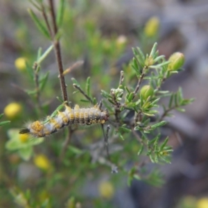 Acyphas semiochrea at Canberra Central, ACT - 24 Oct 2017 05:17 PM