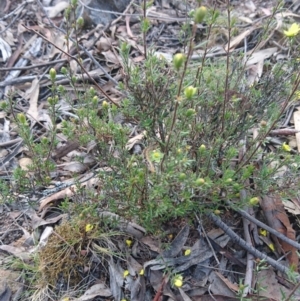 Acyphas semiochrea at Canberra Central, ACT - 24 Oct 2017 05:17 PM