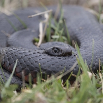 Pseudechis porphyriacus (Red-bellied Black Snake) at Illilanga & Baroona - 8 Oct 2017 by Illilanga