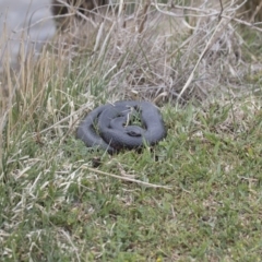 Pseudechis porphyriacus at Illilanga & Baroona - 8 Oct 2017