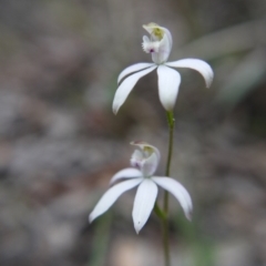 Caladenia moschata (Musky Caps) at Canberra Central, ACT - 24 Oct 2017 by ClubFED