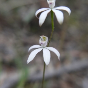 Caladenia moschata at Canberra Central, ACT - 24 Oct 2017