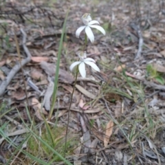 Caladenia moschata at Canberra Central, ACT - 24 Oct 2017