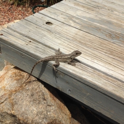 Amphibolurus muricatus (Jacky Lizard) at Michelago, NSW - 25 Dec 2014 by Illilanga