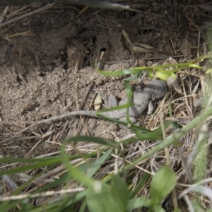 Amphibolurus muricatus at Illilanga & Baroona - 8 Feb 2015 10:51 AM