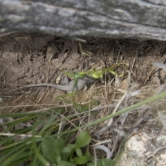 Amphibolurus muricatus at Illilanga & Baroona - 8 Feb 2015 10:51 AM