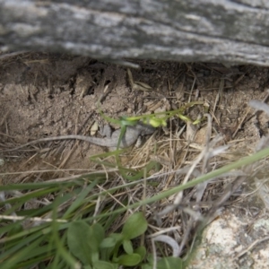 Amphibolurus muricatus at Illilanga & Baroona - 8 Feb 2015