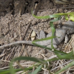 Amphibolurus muricatus at Illilanga & Baroona - 8 Feb 2015 10:51 AM