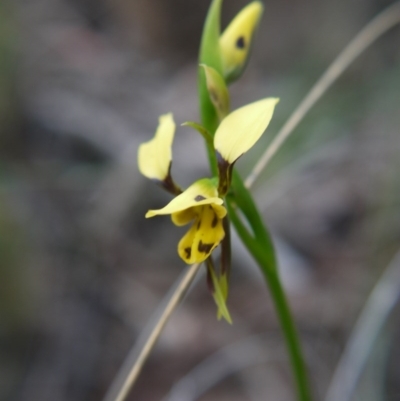 Diuris sulphurea (Tiger Orchid) at Canberra Central, ACT - 24 Oct 2017 by ClubFED