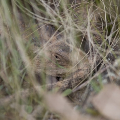 Pogona barbata (Eastern Bearded Dragon) at Michelago, NSW - 7 Oct 2012 by Illilanga