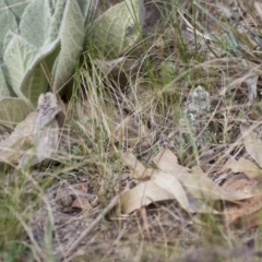 Pogona barbata at Illilanga & Baroona - 7 Oct 2012