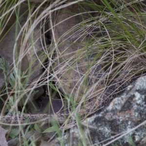 Pogona barbata at Illilanga & Baroona - 7 Oct 2012