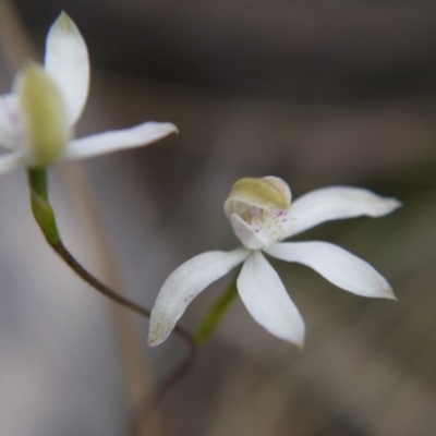 Caladenia moschata (Musky Caps) at Canberra Central, ACT - 24 Oct 2017 by ClubFED