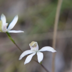 Caladenia moschata at Canberra Central, ACT - 24 Oct 2017