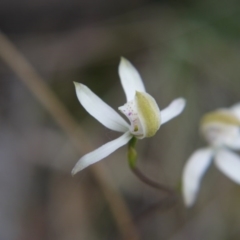 Caladenia moschata at Canberra Central, ACT - 24 Oct 2017