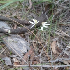 Caladenia moschata at Canberra Central, ACT - 24 Oct 2017