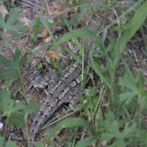 Amphibolurus muricatus at Illilanga & Baroona - 13 Feb 2015 11:40 AM