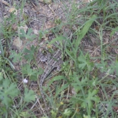 Amphibolurus muricatus at Illilanga & Baroona - 13 Feb 2015 11:40 AM