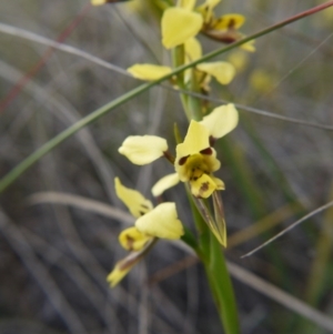 Diuris sulphurea at Canberra Central, ACT - 24 Oct 2017